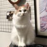 チャコ