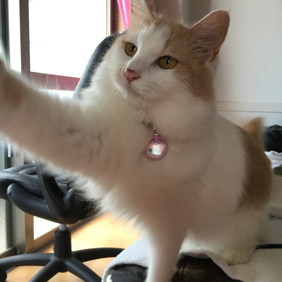 チャコのカバー写真