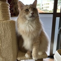 とらお