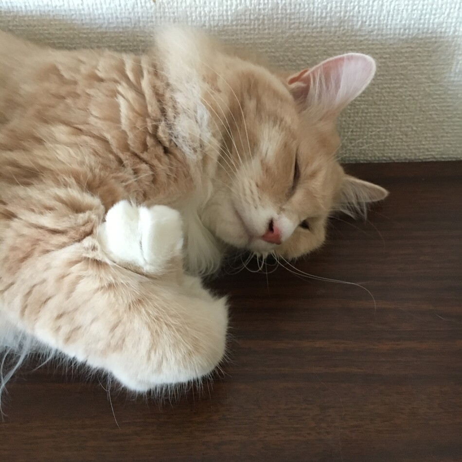 とらおのカバー写真