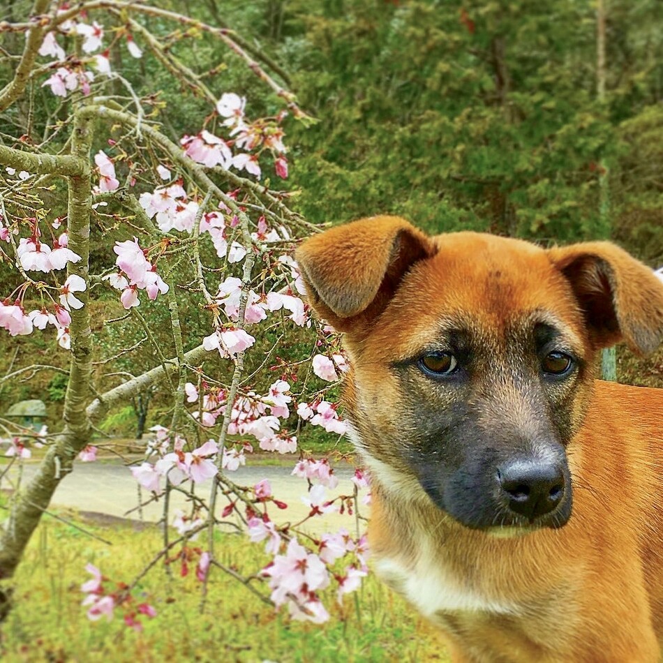 クロのカバー写真