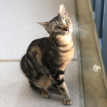 ベンガルのような赤みがかったキジです