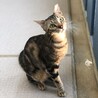 ベンガルのような赤みがかったキジです