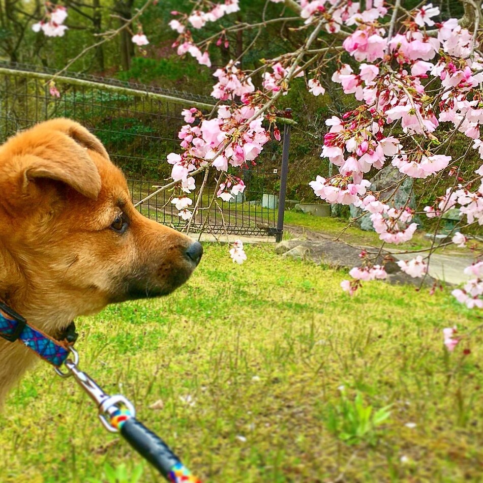 マロのカバー写真