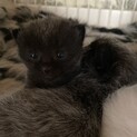 4.20生まれの子猫ちゃん