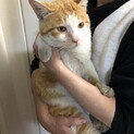 美形の雄ネコです。