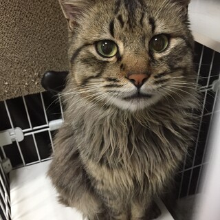 一時募集停止中穏やかで甘えたがりの男の子