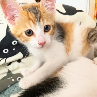 【綺麗な縞三毛子猫】生後2ヶ月のあられちゃん