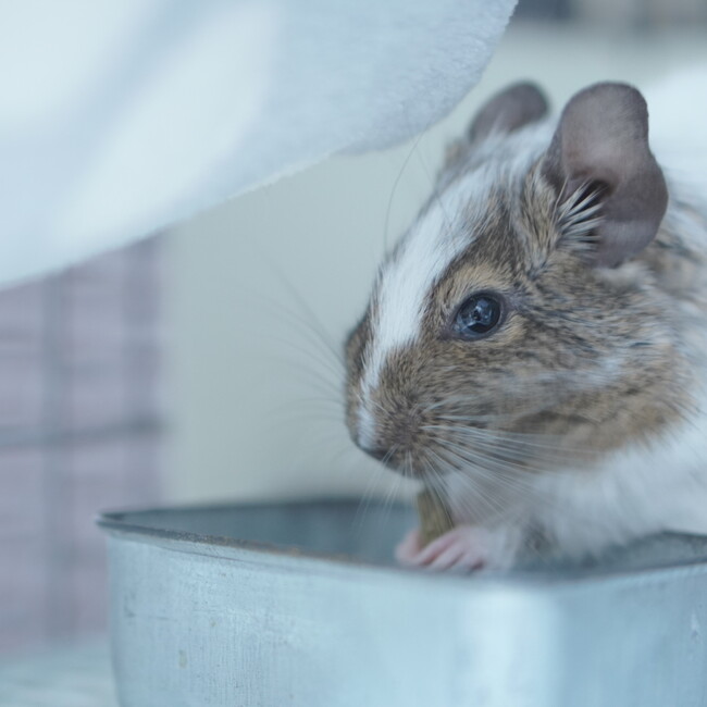 にゃむわっちのカバー写真