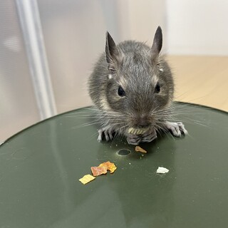 ①ブルーデグー(生後2ヶ月)