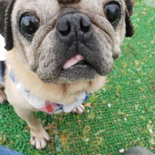 トライアル中パグのトロちゃん