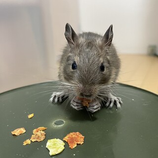 ②ブルーデグー（生後2ヶ月）