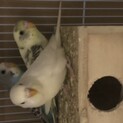 インコの里親になって頂けませんか？