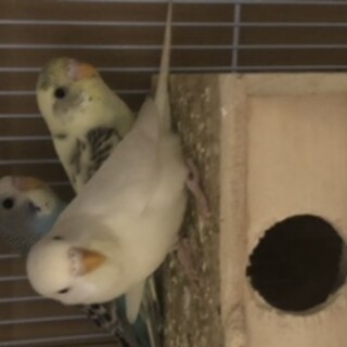 インコの里親になって頂けませんか？