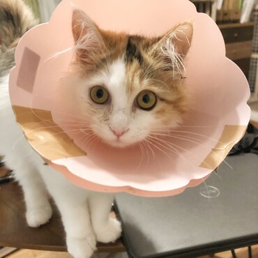 の写真