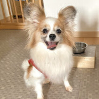 かどま）遠慮がちな控えめパピヨン♪