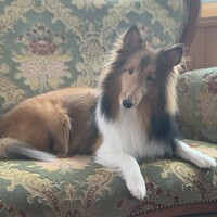 小次郎（コジ）