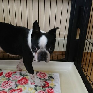 トライアル決定 ボステリ男の子