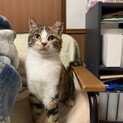 かわいい　シャイな三毛猫ちゃん