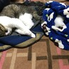 1日目、寒いので暖かくしてお昼寝中