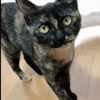 【SOS】甘えん坊で飼いやすい梅ちゃん