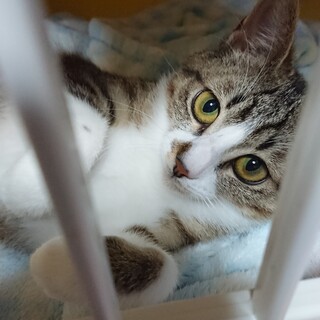 キジ白美人女子 6ヶ月