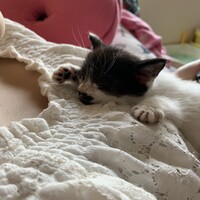 ごま