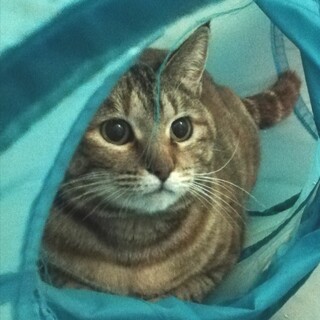 【一旦停止】　3度も捨てられたムギコさん