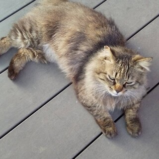 福くんに新しい家族が出来ました。良かったです。