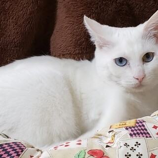 人なれ抜群の白猫