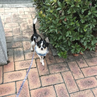 ロングコートチワワ