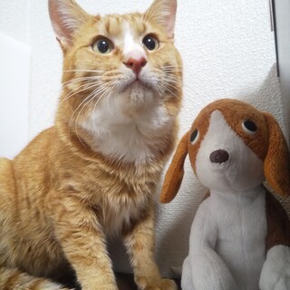 3～4歳/甘えん坊のとくくん