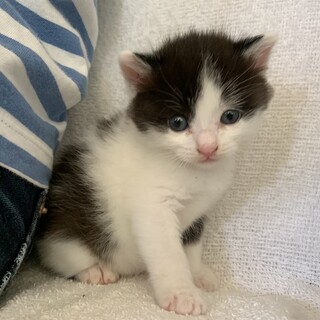 モモヒキをはいたボブテイルてらちゃん離乳中