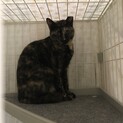 サビ柄のメス「琥珀」幸せになってね