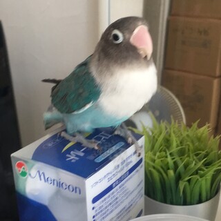 今来ている方の対応中のため一時締め切ります。