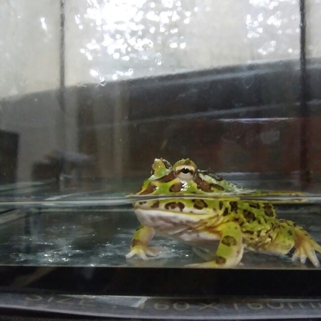 バカボのカバー写真