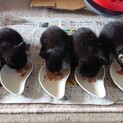 黒猫雑種生後２ヶ月です×4匹です‼️