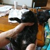 黒猫雑種生後２ヶ月です×4匹です‼️ サムネイル3