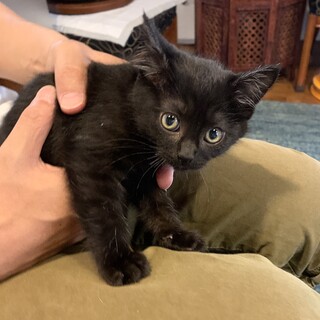 5兄妹の黒子猫　モリーちゃん　