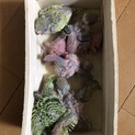 ありがとうございました。セキセイインコ