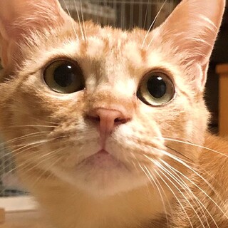 ちょっとビビりな茶トラの甘えんぼ　パプリカ君