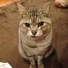 ここねママ