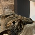 茶トラ　5歳