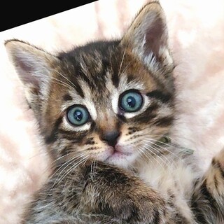 おしゃべりなボザド君