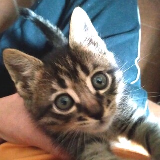 愛され顔のラル君