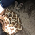 二本松市、子猫里親募集