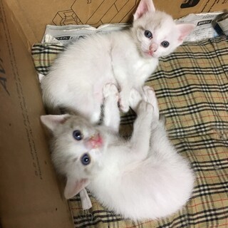 シャム猫の姉妹♀　生後1ヶ月