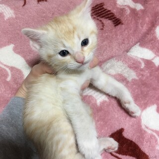 クリーム色♂　生後1ヶ月