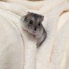 おてまり