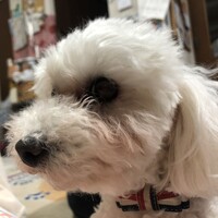 カム